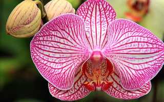 Почему не цветет орхидея в домашних условиях