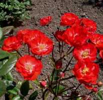 Розы полиантовые сорта