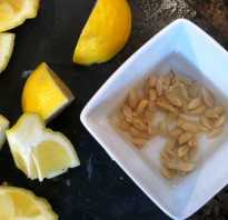 Как посадить лимон из косточки