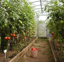 Лучшие семена томатов для теплицы из поликарбоната