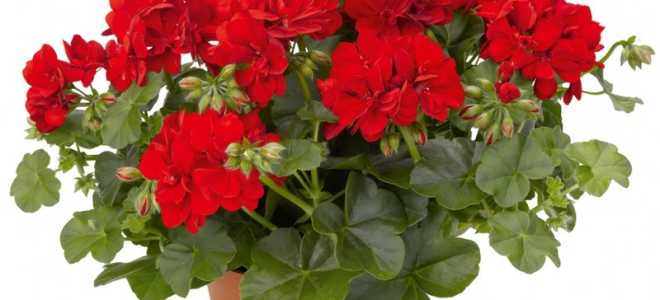 Уход за пеларгонией осенью