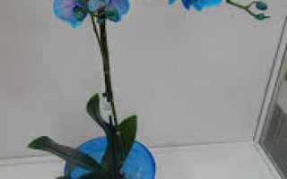 Орхидея голубая