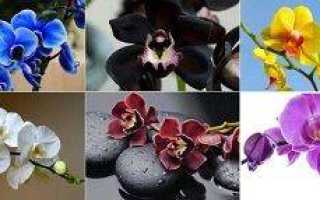 Цвета орхидей
