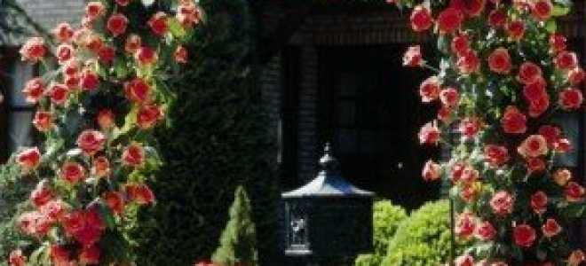 Плетущаяся роза посадка и уход