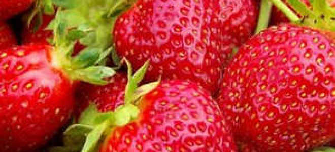 Посадка ремонтантной клубники осенью