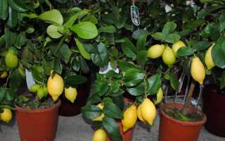 Желтые пятна на листьях лимона