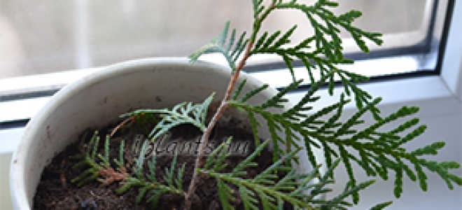 Туя пирамидальная правила посадки и ухода