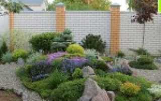 Флокс шиловидный phlox subulata