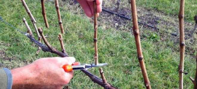 Как развести виноград черенками осенью