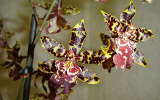 Орхидея камбрия уход в домашних условиях