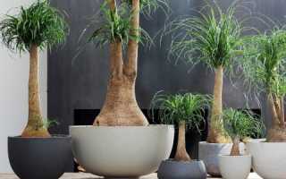 Растения похожие на пальму