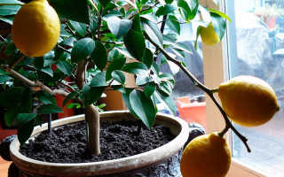 Лимон в горшке дома