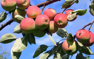Правила обрезки плодовых деревьев осенью