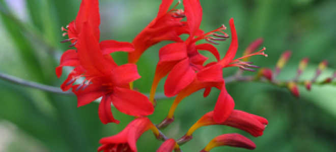 Цветы монтбреция посадка и уход