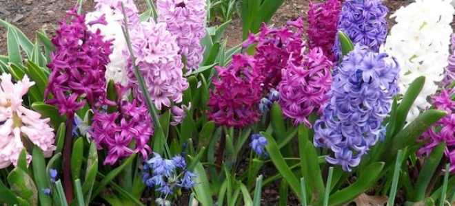 Как сажать гиацинты осенью