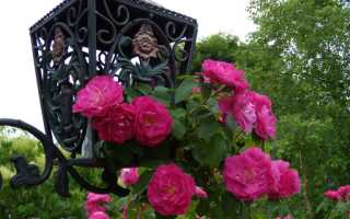 Как размножить розу плетистую черенками