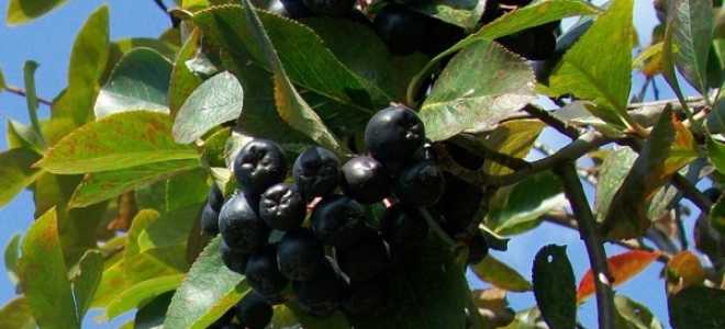 Уход за черноплодной рябиной осенью