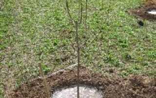 Как правильно посадить плодовое дерево осенью