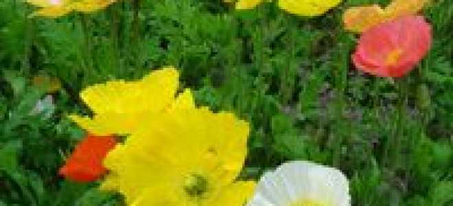 Декоративный мак