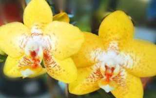 Как пересадить отросток орхидеи в домашних условиях