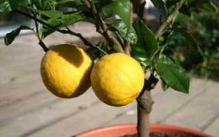 Уход за лимонным деревом в домашних условиях