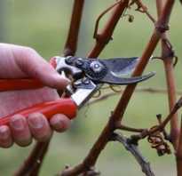 Как обрезать старый куст винограда осенью