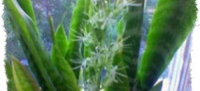 Приметы щучий хвост