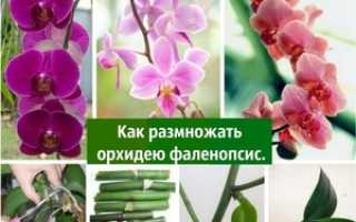 Как развести орхидею в домашних условиях