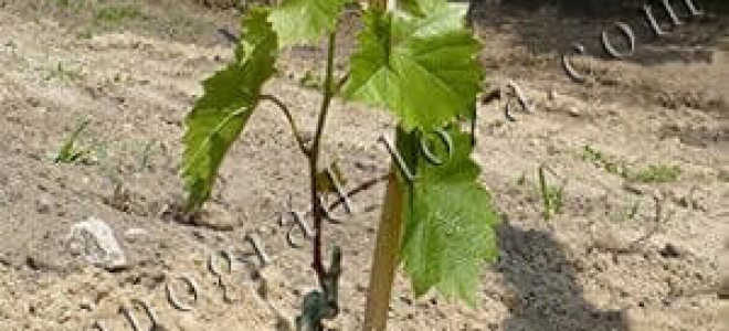 Способы посадки винограда осенью