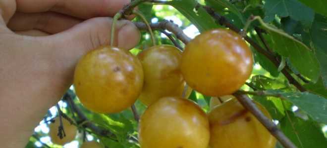 Посадка алычи осенью