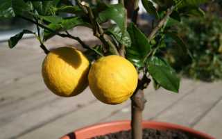 Лимон павловский уход в домашних условиях