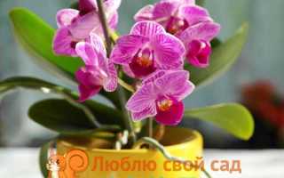 Когда можно пересаживать орхидеи в домашних условиях