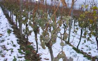 Какую минусовую температуру выдерживает виноград осенью