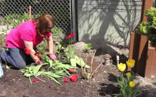 Как посадить тюльпаны