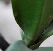 Почему на листьях орхидеи появляются липкие капли