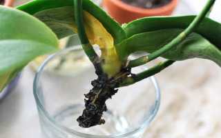 Реанимация орхидеи без корней и вялыми листьями