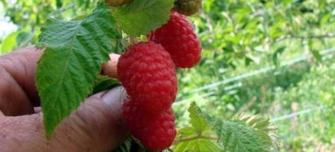 Малина патриция описание сорта посадка и уход