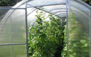 Выращивание овощей в теплице из поликарбоната