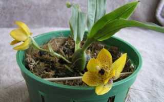 Променея орхидея