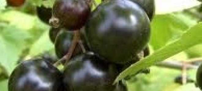 Когда можно сажать смородину осенью