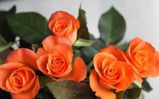 Розы оранжевого цвета