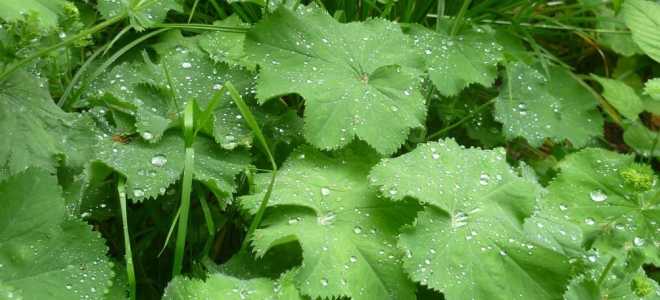 Манжетка обыкновенная трава