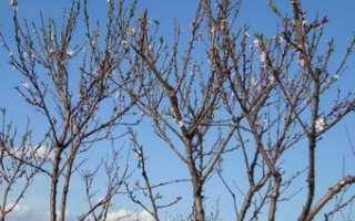 Когда обрезать персик осенью или весной