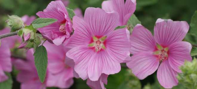 Мальва двухлетняя посадка и уход