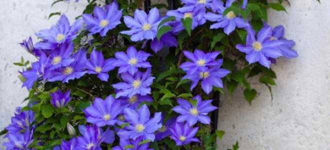 Клематис как размножить