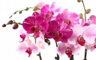 Вредители орхидей