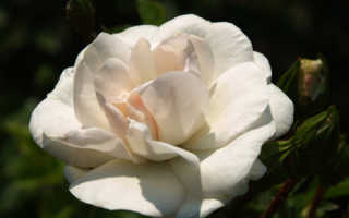Swany роза