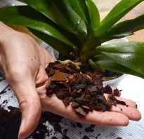 Как размножить орхидею черенками