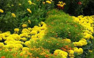 Желтые цветы многолетники