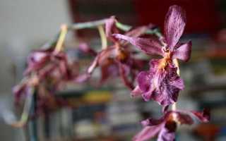 Сколько отдыхает орхидея после цветения